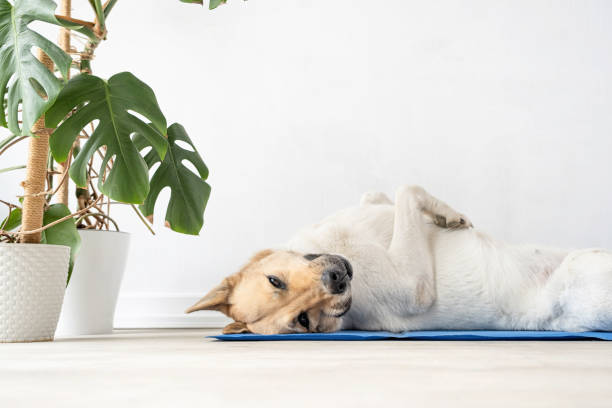 Cute mixed breed dog lying on cool mat looking up on white wall background