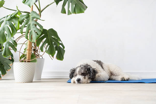 istock Cute mixed breed dog lying on cool mat looking up on white wall background 1496720022