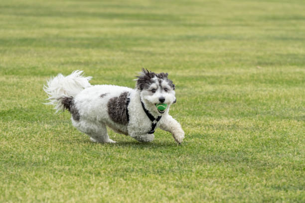 istock Black and White Puppy Playing Fetch 1496720167