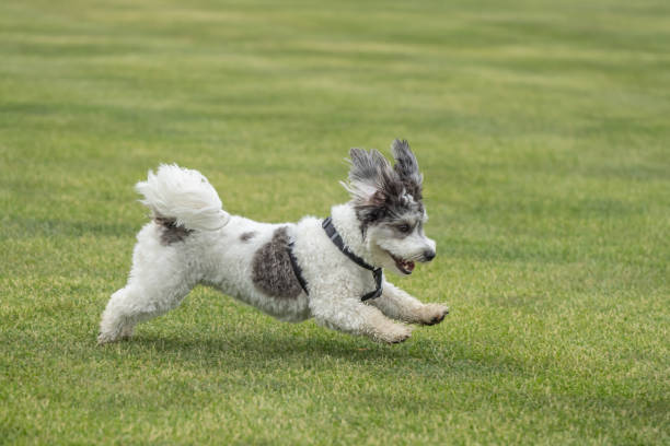 istock Ears Flopping on Black and White Puppy as it plays Fetch 1496720189