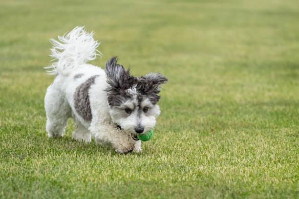 istock Cute Little Black and White Dog with Ball 1496720195