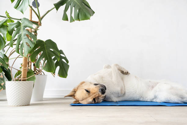 istock Cute mixed breed dog lying on cool mat looking up on white wall background 1496720389