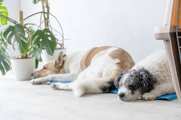 istock Cute mixed breed dog lying on cool mat looking up on white wall background 1496720457