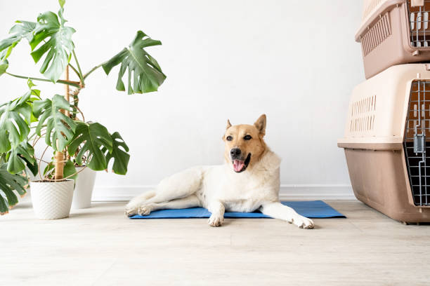 istock Cute mixed breed dog lying on cool mat looking up on white wall background 1496720594