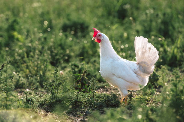 white organic chicken breed, Ayam Cemani, Bresse Gauloise, on a green meadow with juicy grasse stock photo