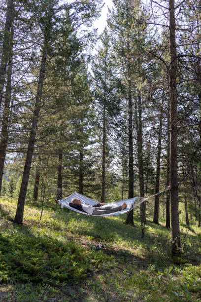 istock Senior male relaxes in a hammock in the forest 1496722507