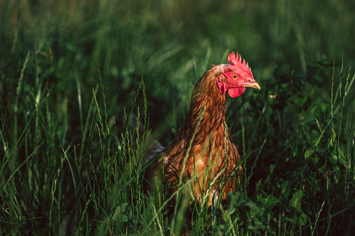 healthy brown organic chicken on a green meadow with juicy grass. Species-appropriate husbandry, laying hens in nature.