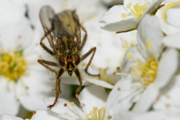 муха на белых цветах - pollen magnification high scale magnification yellow стоковые фото и изображения