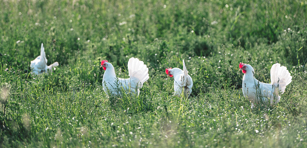 healthy white organic chicken breed, Ayam Cemani, on a green meadow with juicy grass. Species-appropriate husbandry, laying hens in nature. In the background, out of focus, more chickens