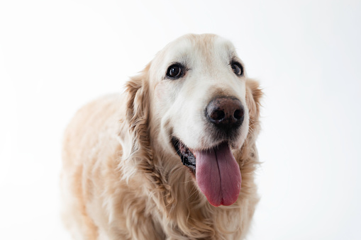 Front view of Golden Retriever in front of white background.