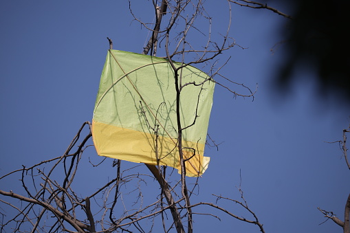 Yellow colored Kite stuck with dry tree branches.