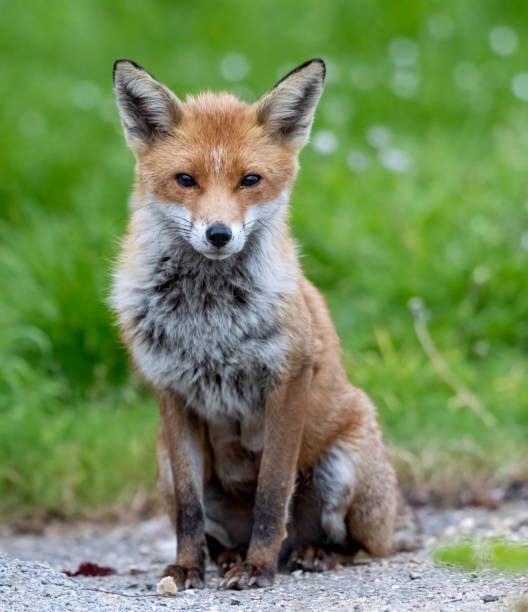 istock Vixen & young fox cub urban foxes 1496727926