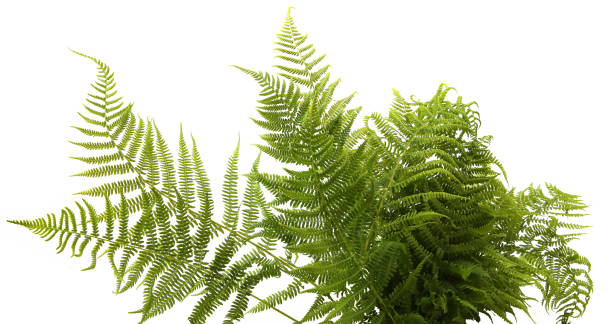 istock Wood ferns branches isolated on white background. 1496728350