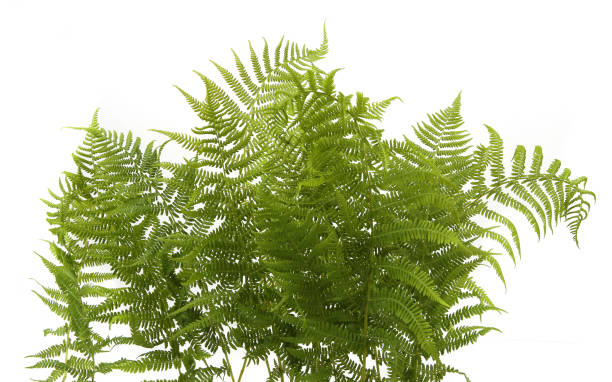 istock Wood ferns branches isolated on white background. 1496728358