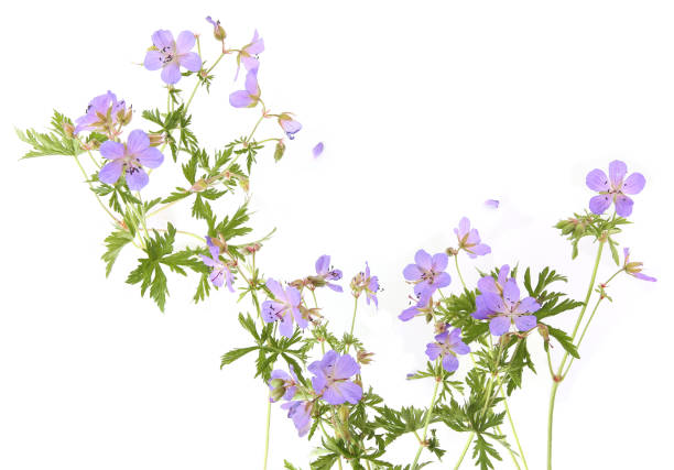 Plant herb Meadow geranium Geranium pratense.