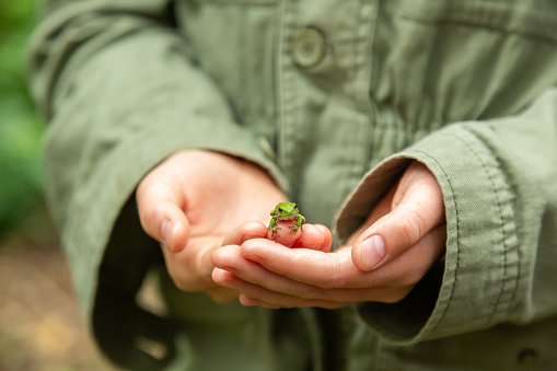 Girl holding a small tree frog in her hands on a summer evening.