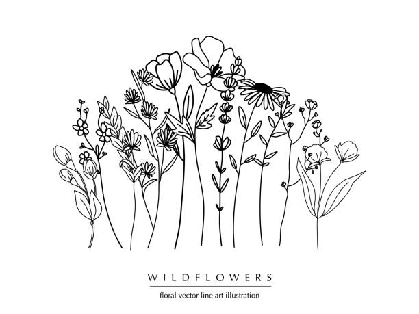 botaniczna abstrakcyjna kompozycja liniowa, minimalna kwiatowa granica ręcznie rysowanych ziół, kwiatów, liści i gałęzi; ilustracja wektorowa - wildflower stock illustrations