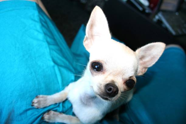 istock Cookie the little chihuahua dog 1496729792