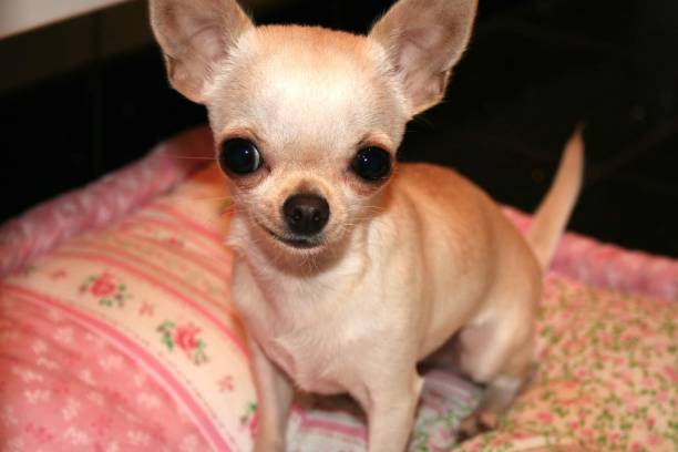 istock Cookie the little chihuahua dog 1496729807