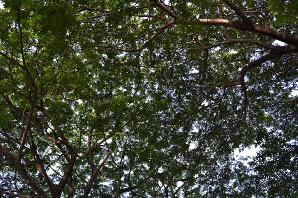 istock some very tall trees and a bunch of leafy branches 1496729923