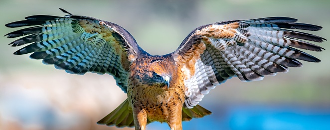 A high-resolution closeup photograph of a Red-tailed hawk with its wings spread wide in a majestic pose