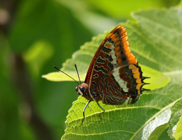 istock Springtime. Two-tailed pasha butterfly - Charaxes jasius on a fig leaf. 1496731424