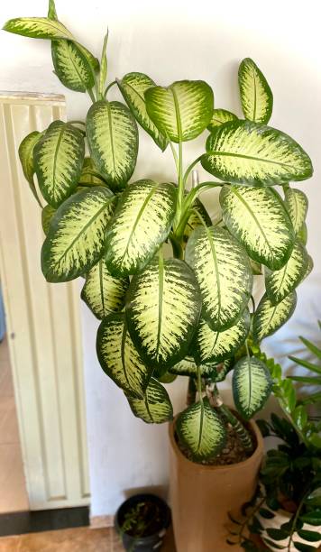 istock foliage with me no one can 1496731828