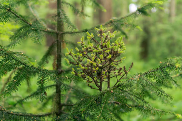 istock witch's broom - disease of a tree, close-up 1496731998