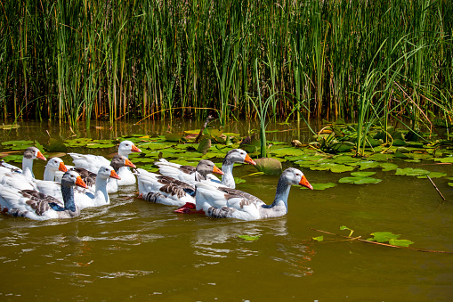 Beautiful white geese swimming together on a isolated river in Danube delta