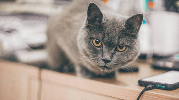 istock Shanghai-British Shorthair Blue Cat 1496734016