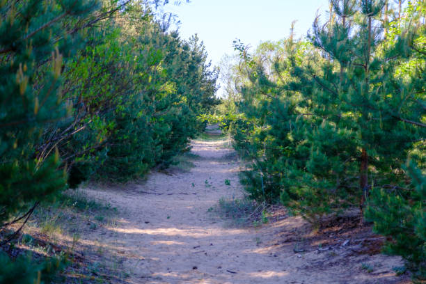 A sandy path between low pines. Low maritime pines on the Estonian seashore.
