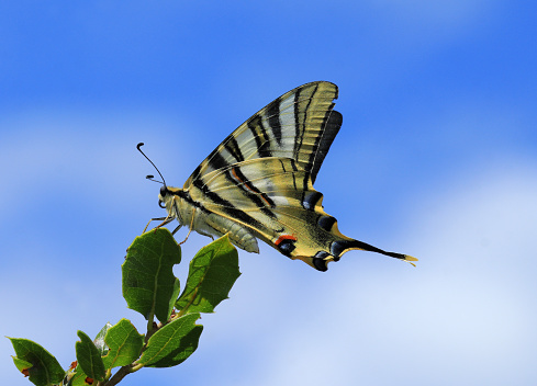 An excellent example of a Scarce Swallowtail butterfly - Iphiclides podalirius. Sighted Oeiras, Portugal. Underwing view. Perched on young Quercus faginea oak leaves, blue sky background. space for text.
