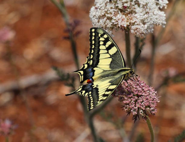 бабочка ласточкин хвост - папилио махаон, опыляющий полевой цветок. - scarce swallowtail стоковые фото и изображения