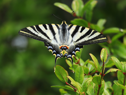 An excellent example of a Scarce Swallowtail butterfly - Iphiclides podalirius. Sighted Oeiras, Portugal. Overwing view. Perched on young pomegranate tree leaves, blue sky background. space for text.