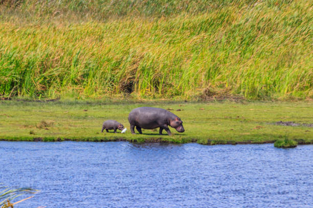 hippopotame mère et bébé (hippopotamus amphibius) marchant sur les rives d’un lac dans le parc national du cratère du ngorongoro, tanzanie - lake volcano volcanic crater riverbank photos et images de collection