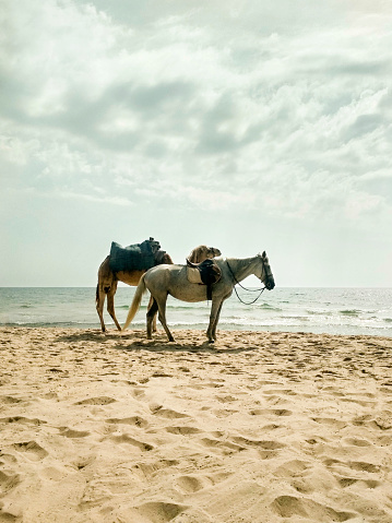 A horse and a camel stand on a sea beach on a cloudy summer day.