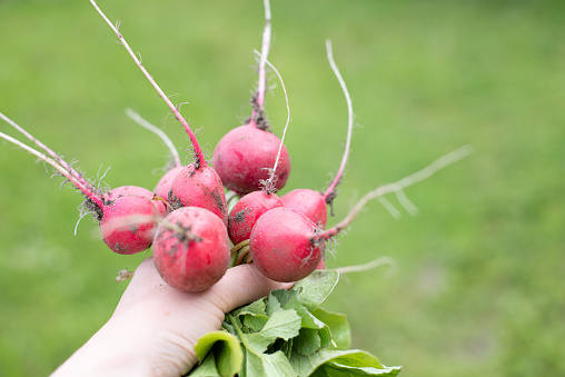 A woman holds a freshly harvested crop of red radish in her hands