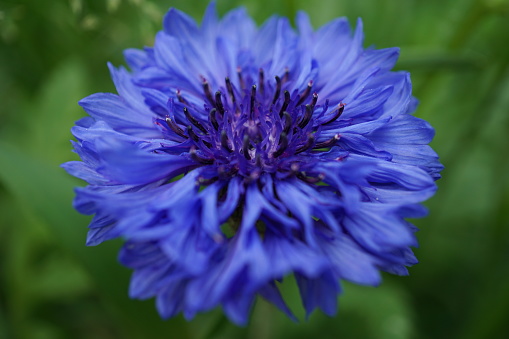 Close-up of a purple  asters