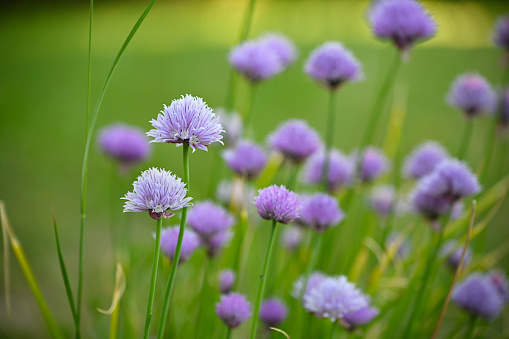 Chive in bloom with purple flower balls (Allium schoenoprasum) homegrown in the herb garden, green background, copy space, selected focus, narrow depth of field