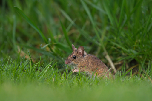 Bank vole (Myodes glareolus) eating corn kernel in front of its burrow.