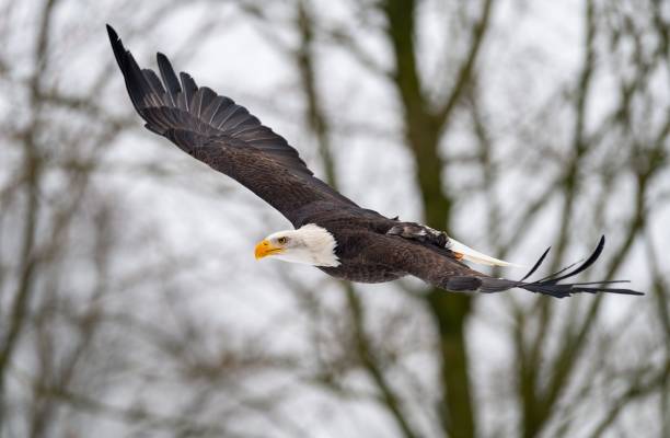 istock Majestic bald eagle soars through a wintery wooded area 1496738418