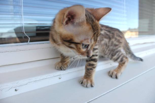 istock A little bengal cat kitten 1496739124