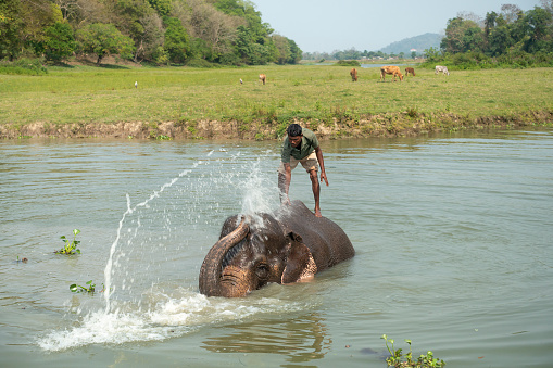 A mahout encouraging an Asian Elephant to bathe in a deep pond at the edge of Kaziranga National Park, Assam, India. She is a retired logging elephant, using her trunk to spray water over her back.