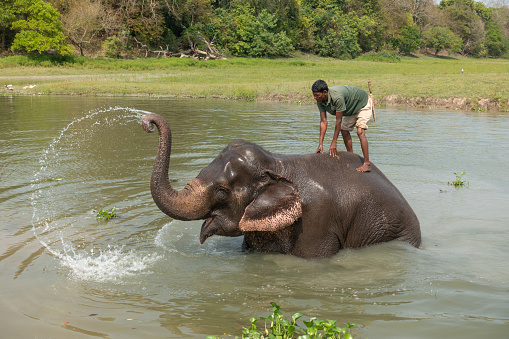 Young elephant calf bathing in a river water, taking a water in trunk and watering itself. Sri Lankan elephant is a subspecies of the Asian elephant. Whild animals in Pinnawala Elephant Orphanage.