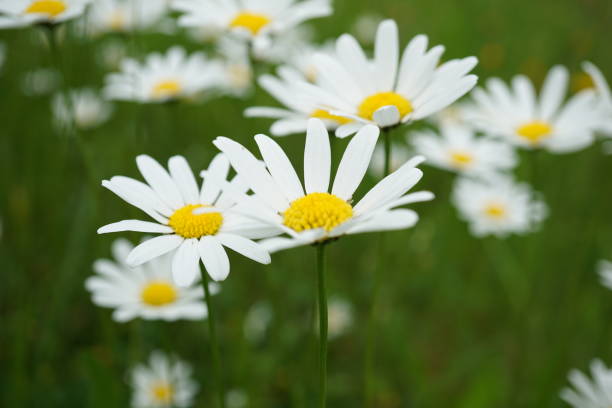 Chamomile forest. Field of daisies. Chamomile field in Germany. There are a lot of daisies on the field. leucanthemum vulgare, comúnmente conocida como margarita ojo de buey, margarita ojo de buey, margarita de perro, margarita (francés: marguerite commune,