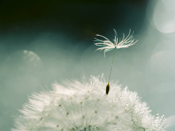 istock Closeup of white dandelion on natural gray background 1496740055