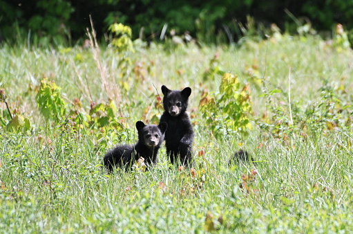 Two black bear cubs standing in the tall grass.
