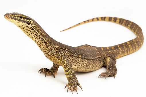 The yellow-spotted monitor or New Guinea Argus monitor Varanus panoptes horni on white background
