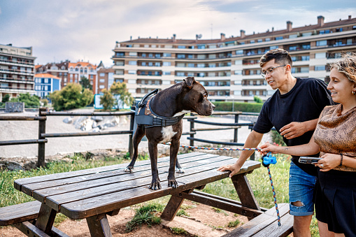 Fun activities with a dog in nature