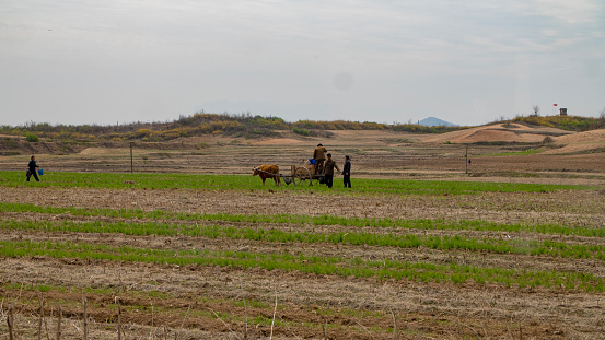 North Korea (DPRK - Democratic People's Republic of Korea). April 2018. Farmers working close to Panmunjeom